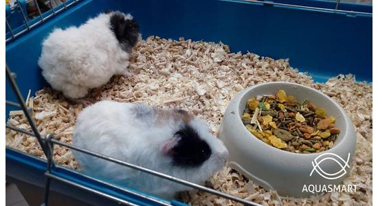 A tengerimalacok általános jellemzői és tartásuk