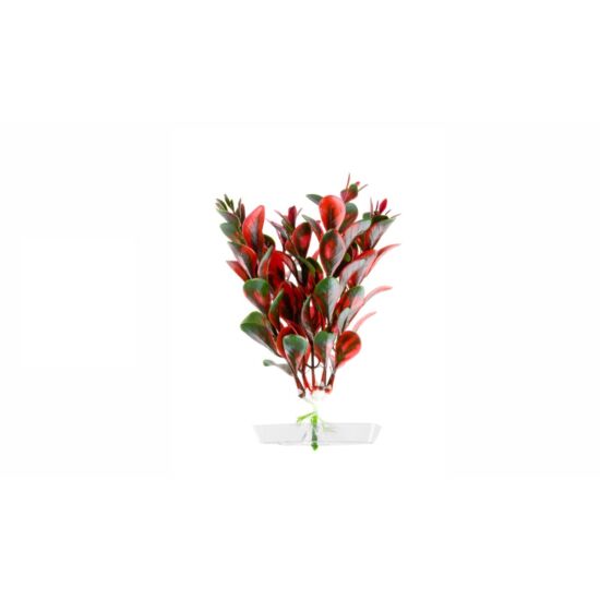 JK műnövény Red Ludwigia 13-16 cm