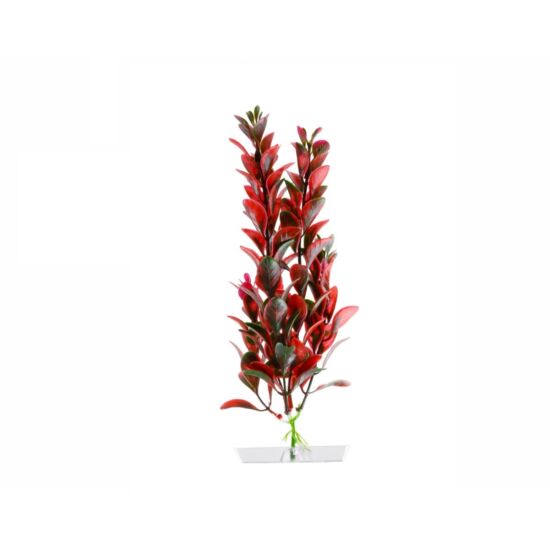 JK Műnövény Red Ludwigia 18-21 cm