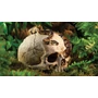 Kép 3/3 - ExoTerra Primate Skull koponya