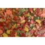 Kép 2/2 - Dajana Basic Tropical Flakes 10 g (lemezes haleledel)